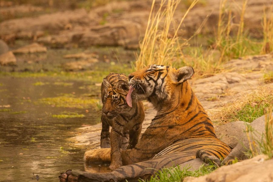 Jim Corbett Tour Packages