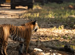 Mussoorie, Corbett and Nainital Tour Package