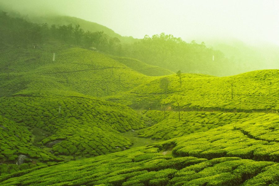 Cochin Munnar Thekkady Alleppey Kovalam Kanyakumari Tour Package