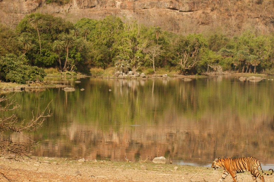 Ranthambore tour packages