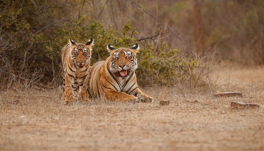 amazing-bengal-tigers-nature